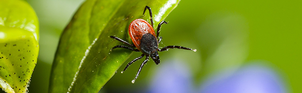 tick crawling on a leaf