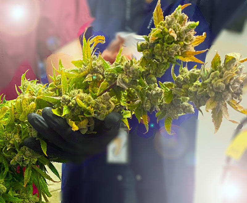 A hand holding medical cannabis.